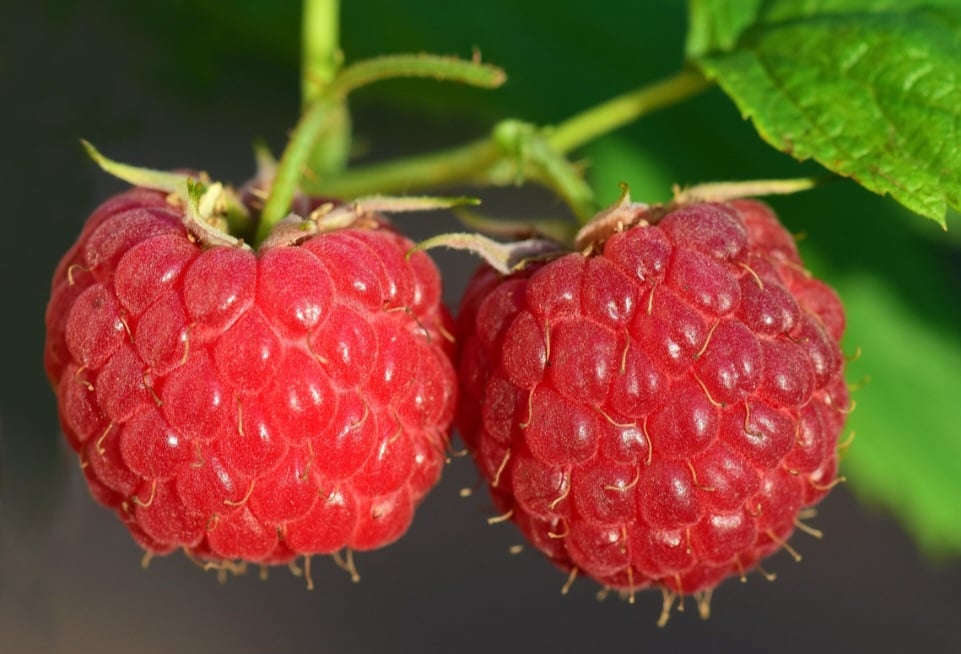 Faz parte da família Rubus idaeus, sendo fruto da framboeseira. Por possuir grande capacidade de propagação, a planta precisa ser desmanchada e as mudas transplantadas para outro local a cada três ou quatro anos, para que a concorrência entre os ramos não afete a produção. 