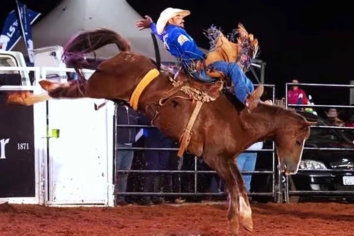 A Festa do Peão de Americana teve sua primeira edição em 1987, com um público de 25 mil pessoas. Ela surgiu de iniciativa do Clube dos Cavaleiros de Americana, o CCA, em parceria com o lendário locutor Zé do Prato. 
