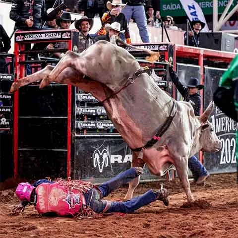 A programação envolve competições oficiais de montaria em touros e cavalos, provas de laço individual, team penning e três tambores, testando a coragem e a destreza dos competidores. 
