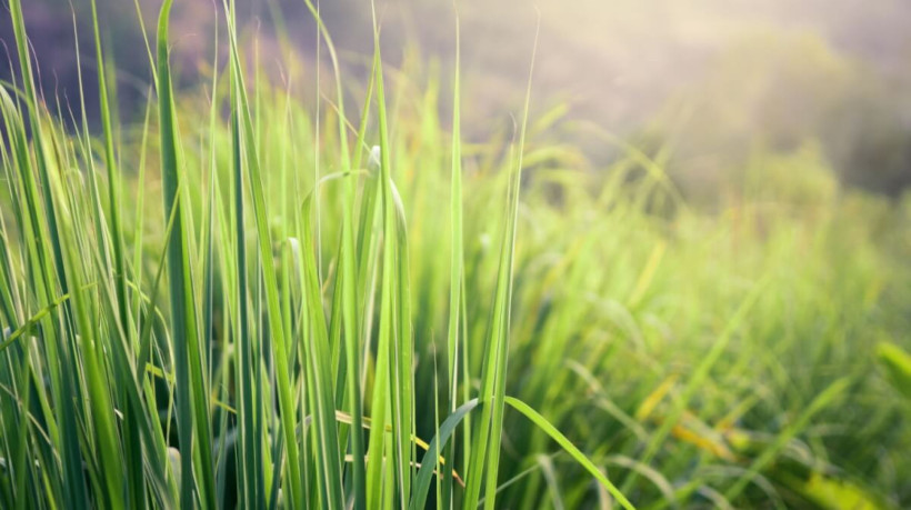 A erva-cidreira é uma planta benéfica para a saúde devido às suas propriedades calmantes, digestivas, anti-inflamatórias e antioxidantes (Imagem: aTp_artist | Shutterstock)
