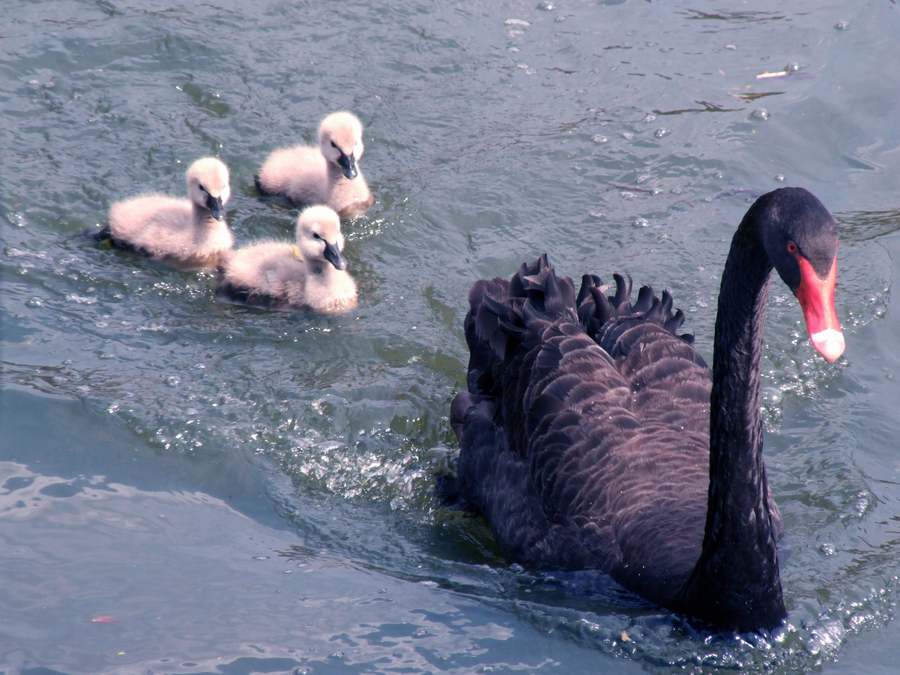 O cisne-negro é uma ave aquática australiana, também pertencente à família Anatidae, a mesma dos patos, gansos, e demais cisnes e pode pesar até 9 kg.