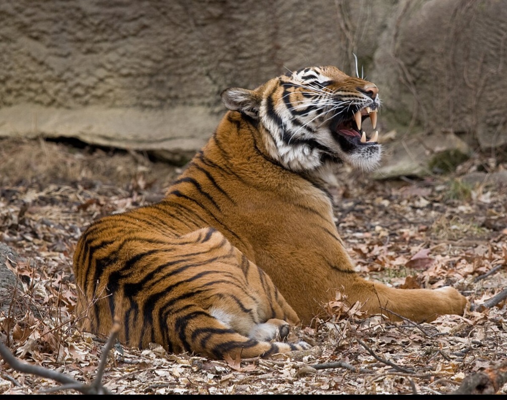 Já o tigre-malaio é uma subespécie menor, com cerca de 120 quilos, restrita a áreas de floresta na península da Malásia. Sua população está diminuindo rapidamente devido à perda de habitat e caça ilegal.