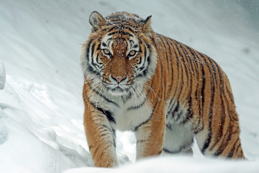 Existem atualmente seis subespécies de tigres reconhecidas cientificamente: bengala, siberiano, malaio, indochinês, do sul da China e de Sumatra. Todas estão em graus diferentes de ameaça, sendo o tigre do sul da China o mais criticamente ameaçado.