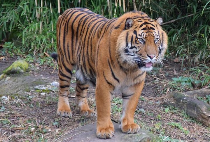 O tigre-de-Sumatra, o menor dos tigres, vive exclusivamente nessa ilha da Indonésia. Ele possui listras mais próximas e uma juba discreta no pescoço, sendo um exímio nadador e caçador silencioso.
