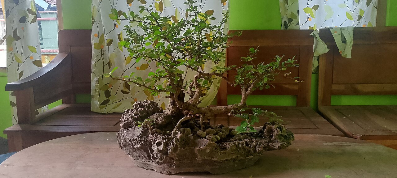 No Japão, o bonsai ganhou forte valor espiritual e estético, sendo associado à contemplação, equilíbrio e paciência. Com o tempo, se espalhou pelo mundo, tornando-se símbolo de harmonia entre homem e natureza.