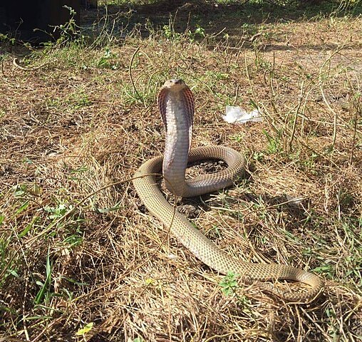 Seu habitat natural varia bastante, incluindo florestas tropicais, savanas, desertos e áreas agrícolas. Adaptam-se bem a ambientes com boa oferta de presas e locais para se esconder.
