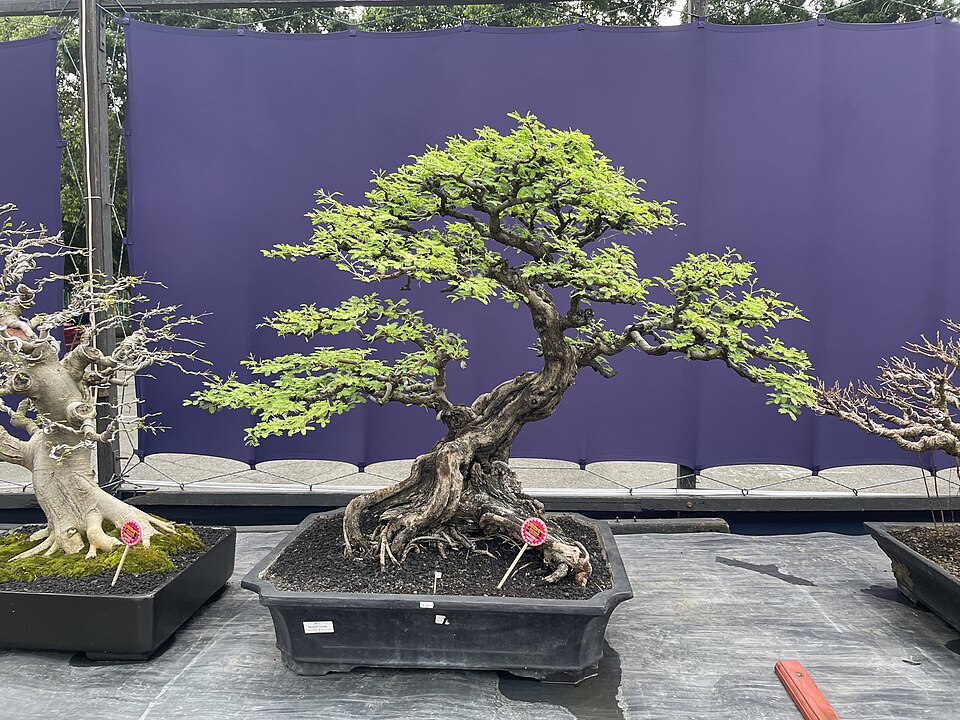 As características do bonsai incluem proporções harmônicas, equilíbrio visual e aparência madura, mesmo em exemplares jovens. Raízes visíveis, tronco sinuoso e copa bem definida são aspectos valorizados.