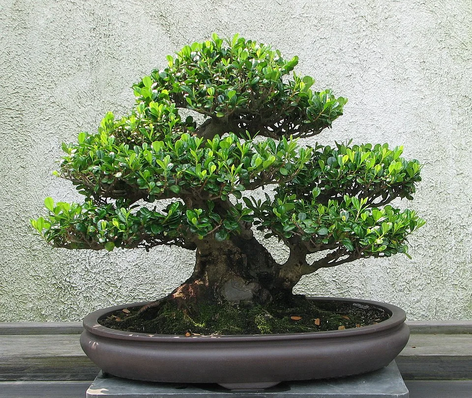 O bonsai tem origem na China há mais de dois mil anos, onde era conhecido como 