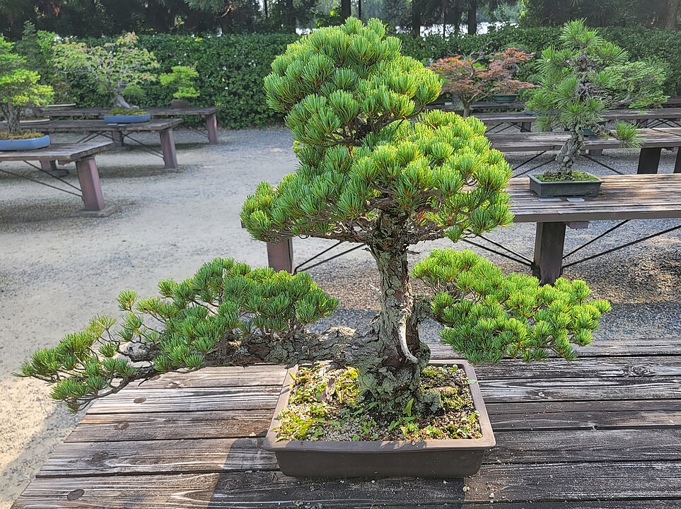 A prática do bonsai pode ter valor terapêutico, pois incentiva a observação, o cuidado e a conexão com o tempo natural das plantas. É usada até como ferramenta de meditação e relaxamento.
