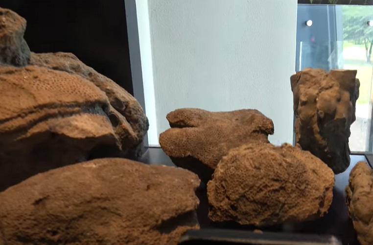 Falando nele, o Biomuseu, projetado pelo famoso arquiteto Frank Gehry, é dedicado à biodiversidade do Panamá e à sua importância ecológica.