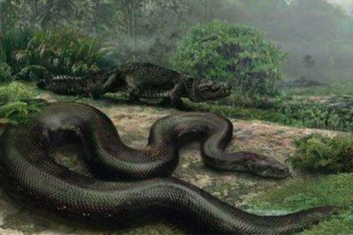 Em um passado distante, cobras de proporções colossais dominaram uma ampla variedade de habitats, desde densas florestas tropicais até até a vastidão dos oceanos.