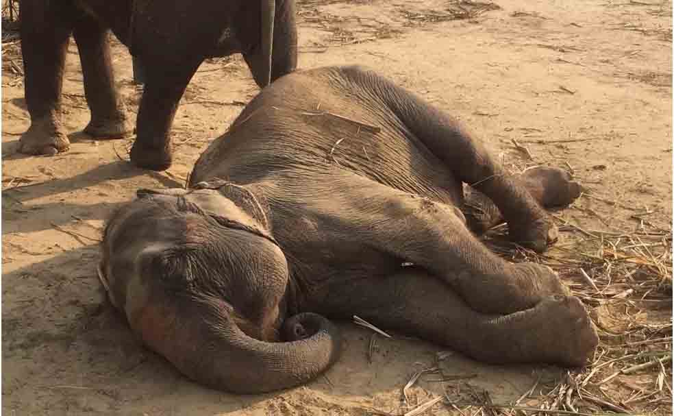 Elefantes dormem em pé ou deitados de lado, durante três a seis horas por dia. 