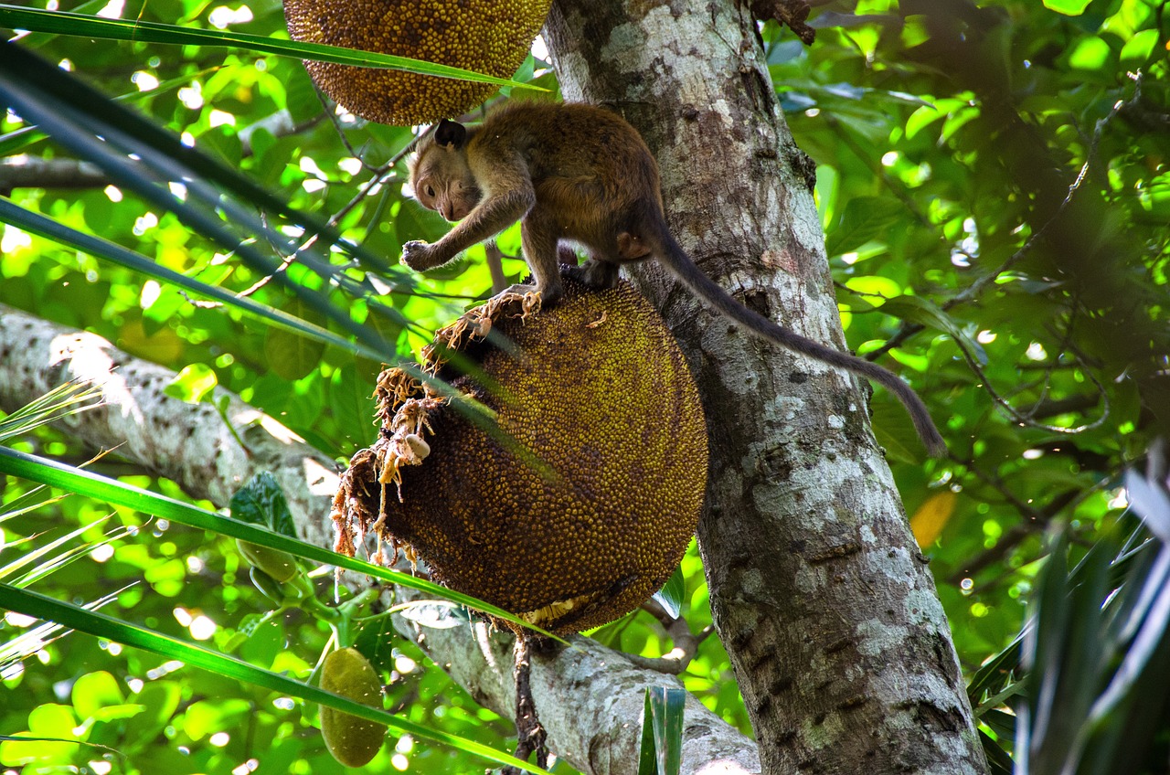 Por ser rica em fibras, essa fruta diminui a velocidade de absorção dos carboidratos dos alimentos, controlando os níveis de glicose no sangue. Isso ajuda no combate à diabetes.