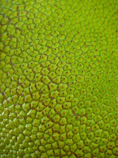 A jaca contém vitamina C, flavonoides e carotenoides, compostos antioxidantes que protegem a pele contra os danos causados pelo excesso de radicais livres. Eles, então, ajudam a evitar o surgimento de rugas, flacidez e envelhecimento precoce.