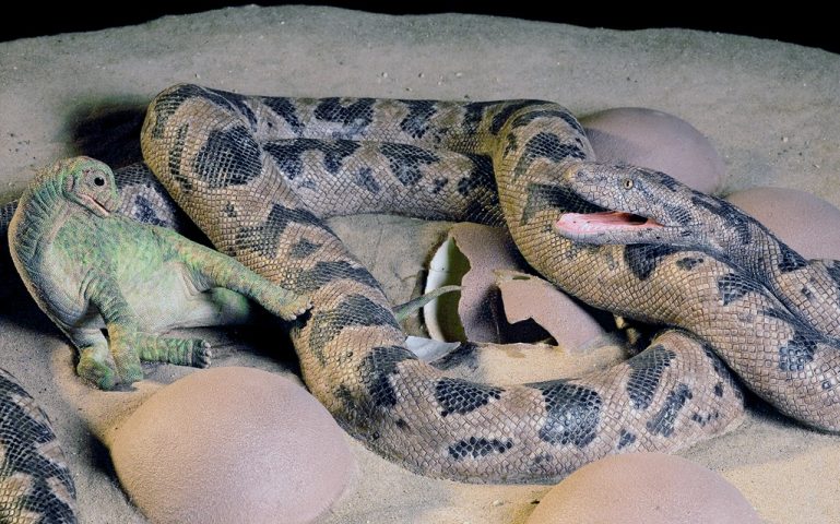 Essa serpente ficou famosa por ser encontrada ao lado de ovos fossilizados de saurópodes, o que sugere que se alimentava deles ou até de filhotes recém-nascidos.