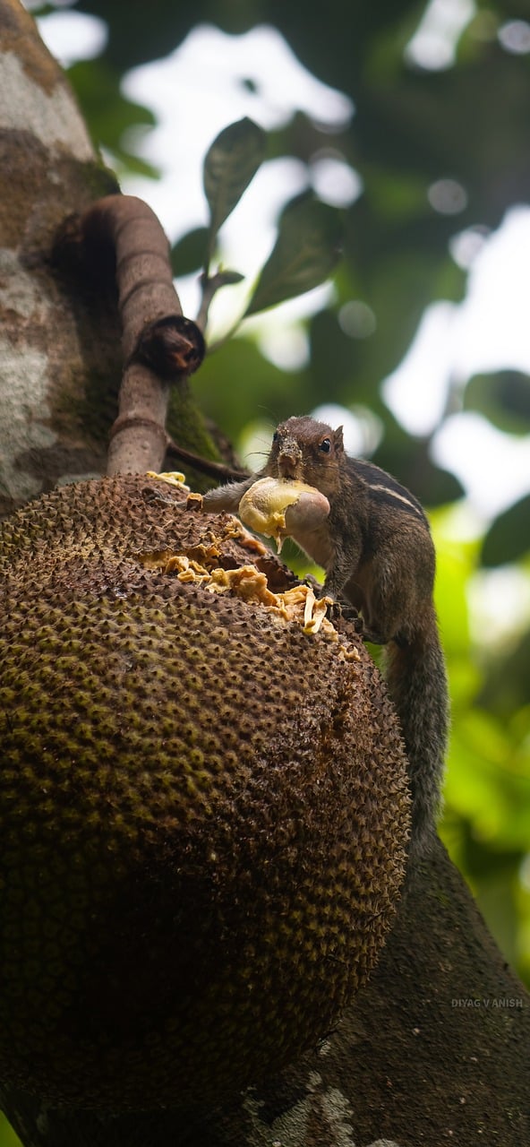 Por conter boas quantidades de carboidratos, a jaca fornece energia para o cérebro, melhorando a disposição mental. É uma ótima opção de pré-treino para quem pratica atividades, aumentando a energia e a força.