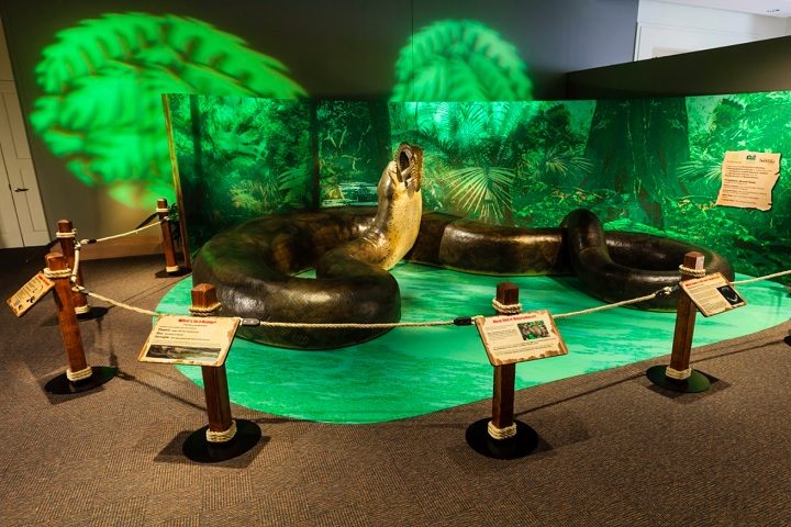 Titanoboa cerrejonensis – Essa cobra habitou florestas tropicais da atual Colômbia durante o período Paleoceno, ou seja, há cerca de 60 milhões de anos. Ela não era venenosa e matava suas presas por constrição.