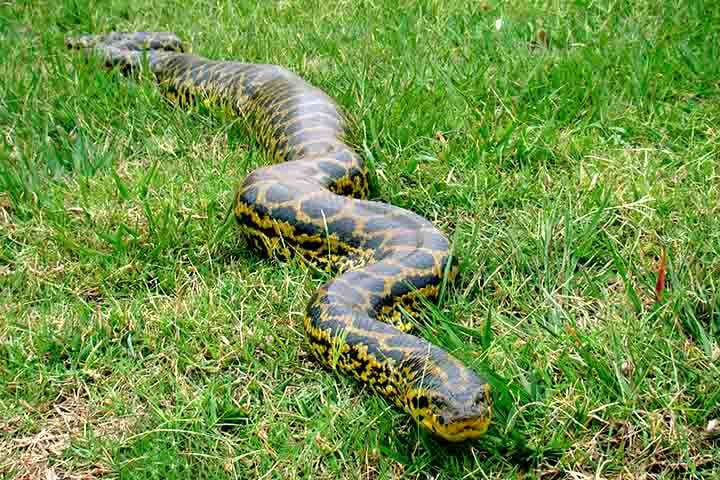 Para efeito de comparação, hoje as maiores serpentes que existem são a sucuri-verde e a píton-reticulada, que podem atingir até 7 ou 8 metros de comprimento.