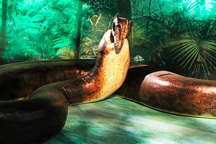 Estima-se que a Titanoboa podia chegar até 14 metros de comprimento e pesar até 1 tonelada! É considerada a maior serpente que já existiu. 