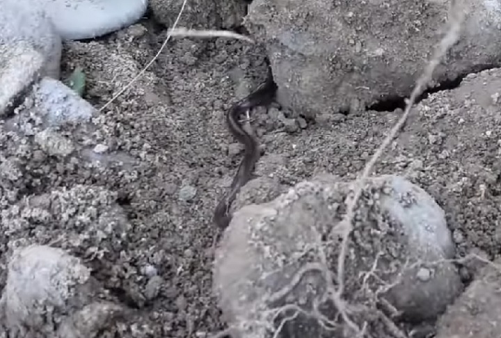 Os pesquisadores descobriram que essa serpente vive em ninhos de cupins, onde libera secreções que a protegem dos insetos.