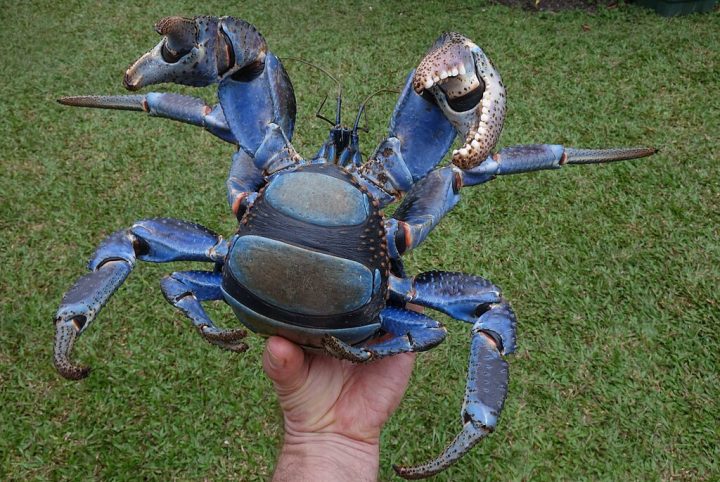 Durante uma fase da vida, ele ainda utiliza conchas para proteção, mas à medida que cresce desenvolve um abdômen endurecido, dispensando o uso da concha.