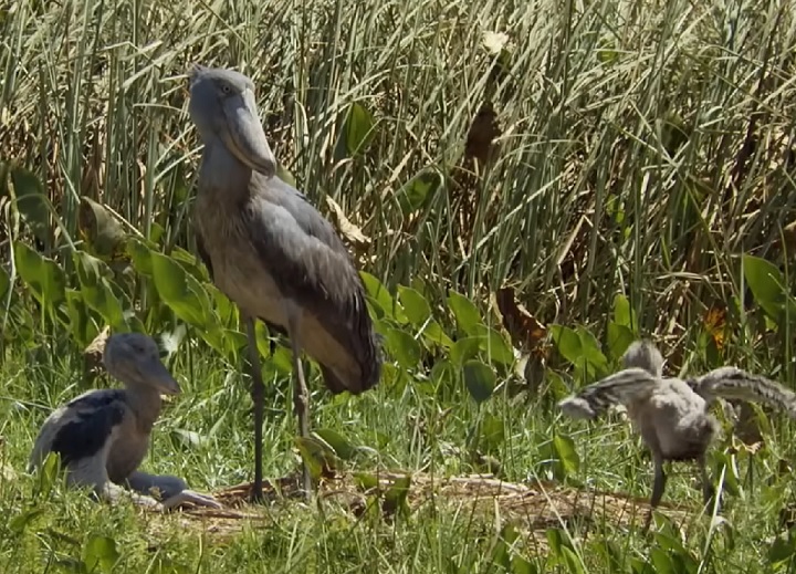 Cada ninhada pode ter até três ovos, mas é comum que apenas um filhote sobreviva até a fase adulta, devido à competição intensa entre irmãos.