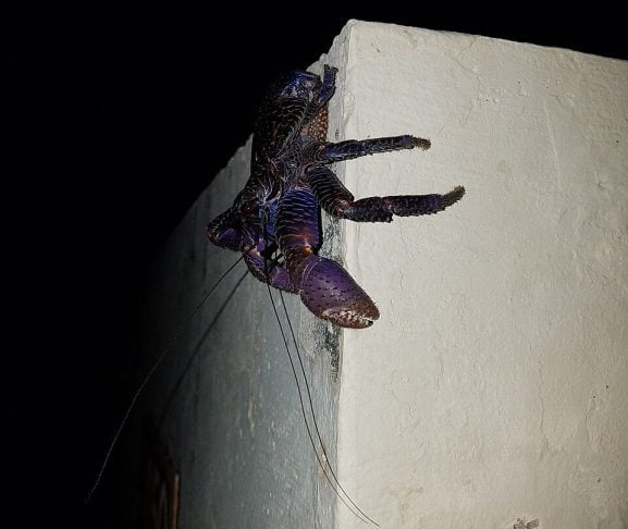 Além disso, o caranguejo-dos-coqueiros é conhecido por seu comportamento ousado, o que inclui invadir casas e acampamentos em busca de alimentos — justificando o apelido de “ladrão”. 