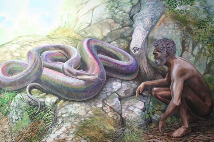 Estima-se que a wonambi podia chegar até 6 metros de comprimento. Era uma constritora não-venenosa e pode ter coexistido com os primeiros aborígenes australianos.