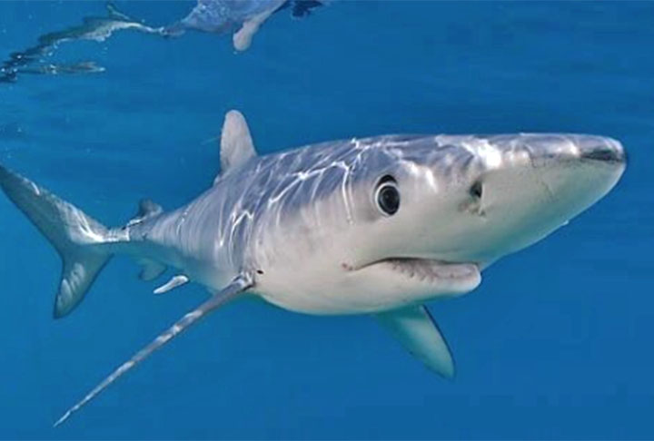 Cação: Rico em em ômega 3, vitamina B e potássio, esse é um peixe costumeiramente encontrado em moquecas baianas. 