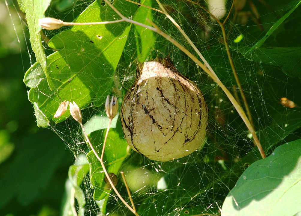 Aranha-de-Jardim (Argiope aurantia) - Constrói casulos de seda para seus ovos, fixando-os em folhas ou galhos. Esses casulos protegem os ovos de predadores e do clima. As crias eclodem em semanas, permanecendo abrigadas até a dispersão.