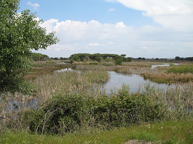 PARQUE NACIONAL DE DOÑANA – ESPANHA - Criado em 1969, destaca-se por suas extensas zonas úmidas e dunas móveis. Este refúgio da biodiversidade é lar de aves migratórias e da ameaçada lince-ibérica.