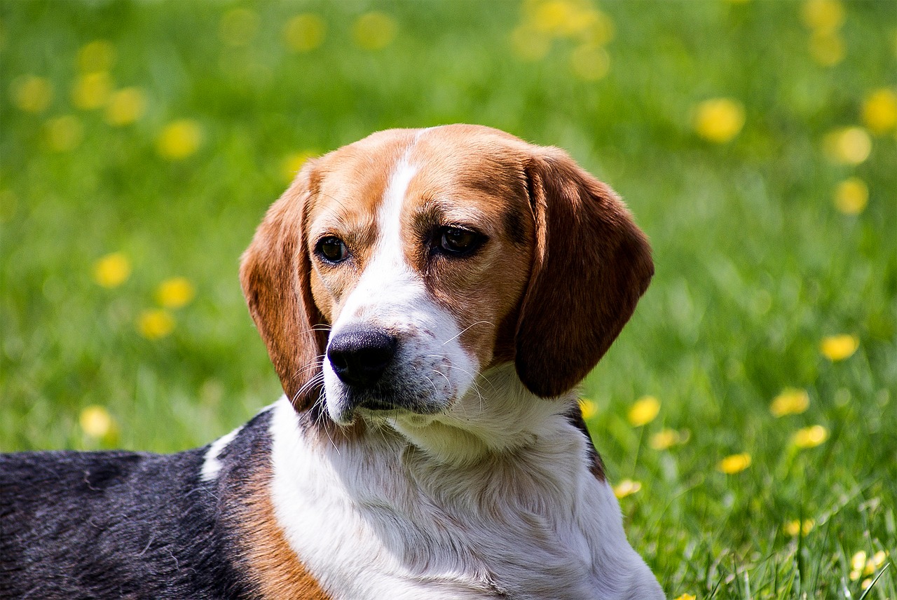 Por isso, atenção! Os beagles costumam ter tendência à obesidade e precisam de cuidados com a alimentação, além de muita atenção por parte do dono.