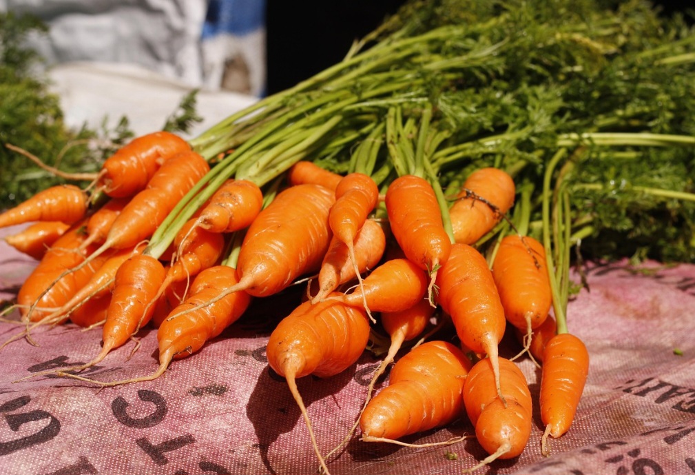 A cenoura pode ser encontrada em diversas tonalidades além do tradicional laranja, como roxa, amarela, vermelha, branca e creme. Cada cor está relacionada a diferentes compostos e benefícios.