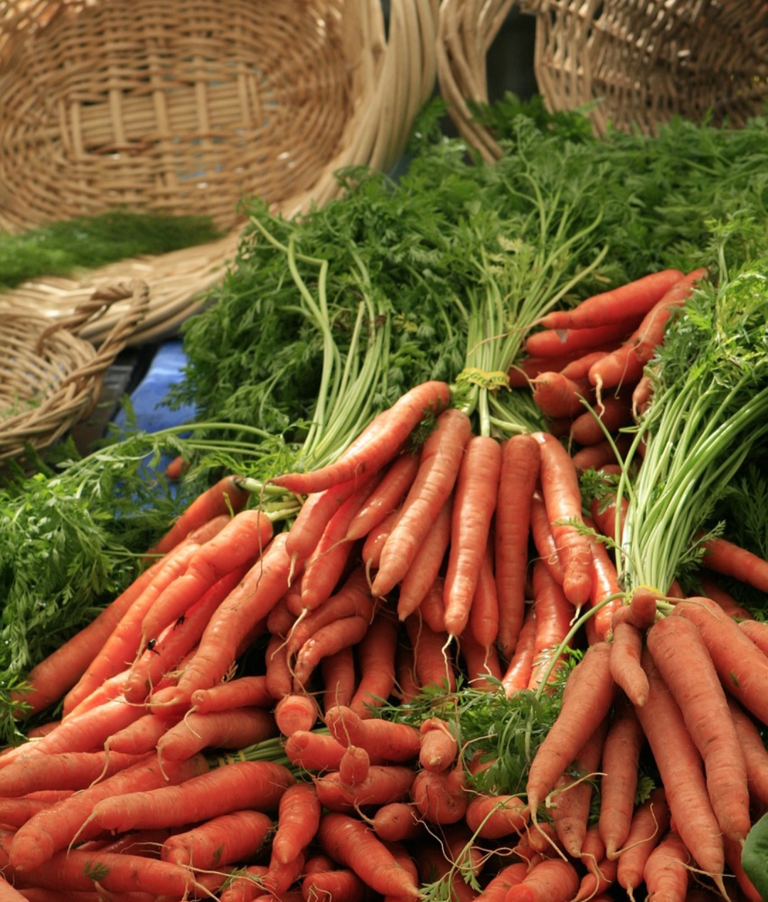 Já as roxas e vermelhas contêm licopeno e antocianinas, antioxidantes que auxiliam na saúde celular. Embora os tipos mais comuns no mercado sejam cilíndricos e de cor alaranjada, também é possível encontrar raízes cônicas ou redondas, que variam em sabor e textura.