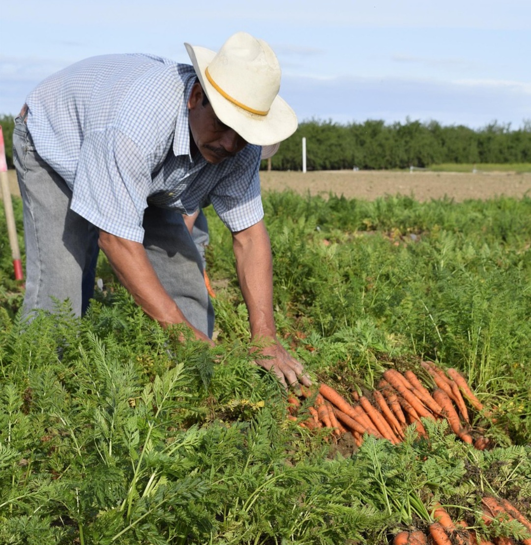 A produção de cenoura é uma importante fonte de renda para milhares de agricultores, movimentando milhões de reais e contribuindo com a economia das regiões produtoras.