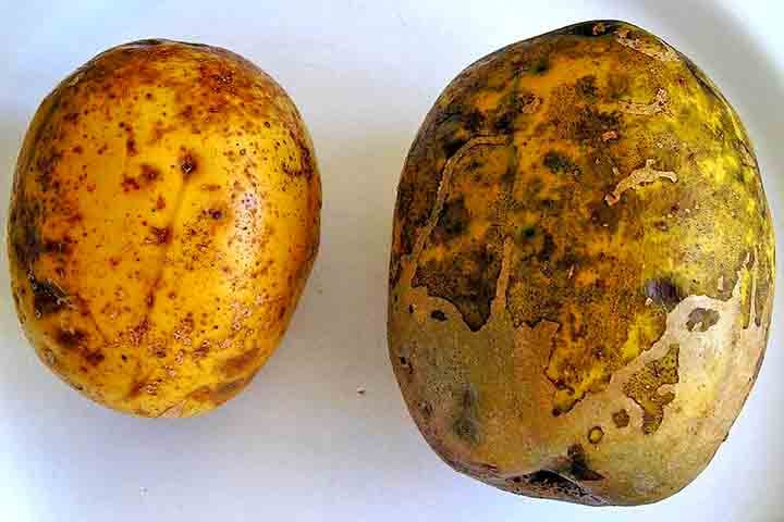 Fontes de vitaminas, minerais, fibras e antioxidantes, as frutas desempenham papéis cruciais no funcionamento do organismo e na prevenção de doenças. Com o cajá-manga não é diferente, sendo uma espécie tropical que se adapta bem a diferentes tipos de solo e clima.