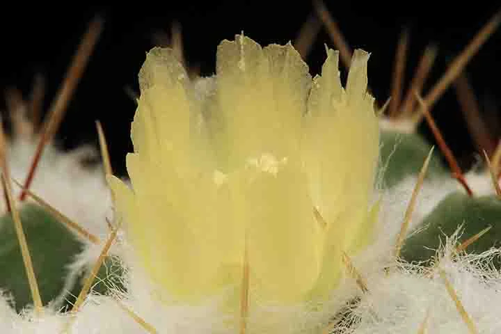 As almofadas apresentam espinhos brancos brilhantes que captam perfeitamente o sol. Esta variedade atinge cerca de 6,0 de altura, mas se espalha por vários metros.
