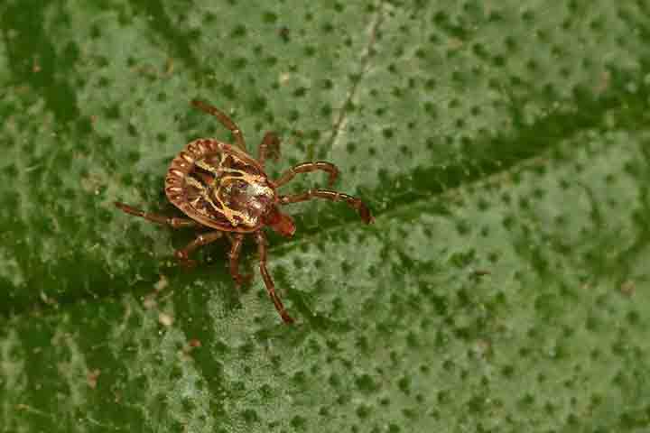 Evitar que os carrapatos se estabeleçam nos lugares é mais fácil do que controlá-los depois. 