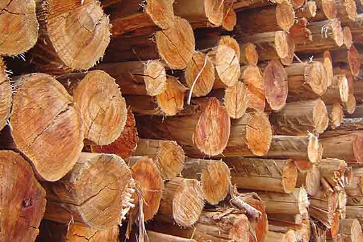 Extraída principalmente da madeira de árvores como o eucalipto e o pinus, ela representa a base para a produção de uma vasta gama de produtos do cotidiano, indo muito além do papel.
