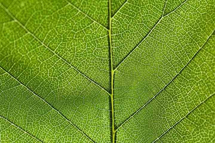 A celulose é uma fibra natural de origem vegetal, sendo o principal componente das paredes celulares das plantas. 
