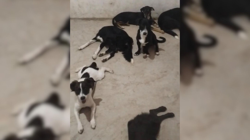 Animais moram junto à protetora e são divididos por cômodos da casa
