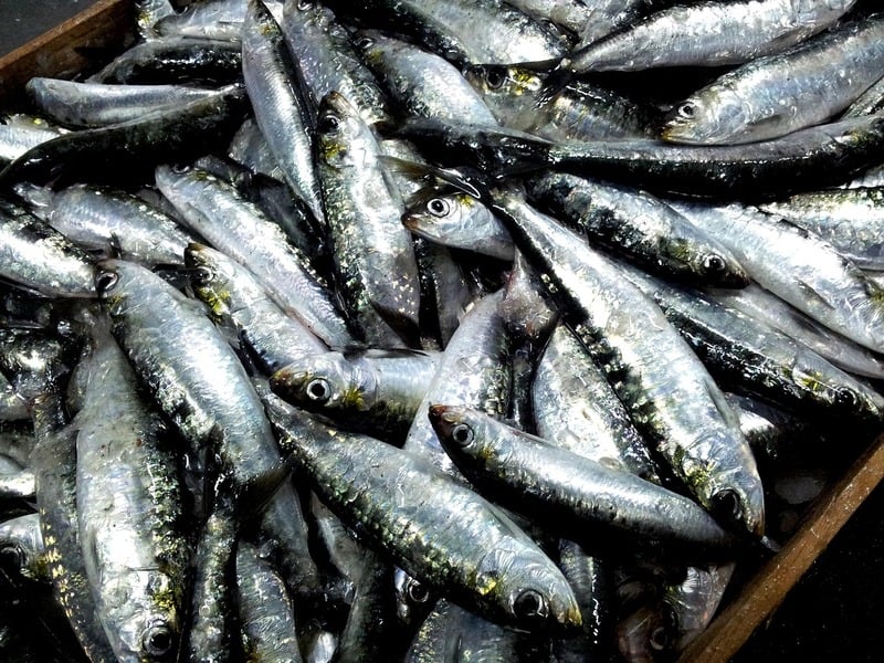 Na reprodução, por exemplo, a disponibilidade de alimento é crucial e depende de condições favoráveis e de outros fatores intrinsecamente associados aos indivíduos de sardinha, como o tamanho das fêmeas e as suas reservas energéticas.