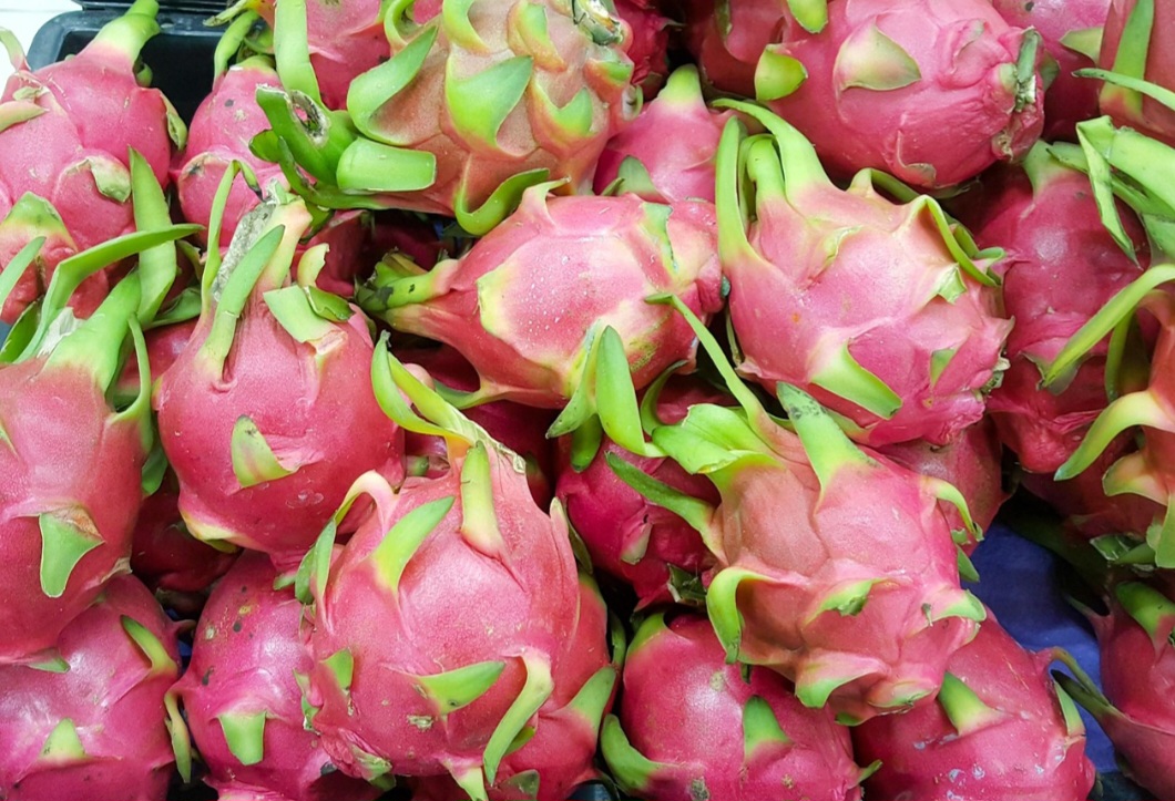 Assim, a iluminação é essencial para o cultivo de pitaya, assim como a escolha de um local com pelo menos seis horas de sol direto por dia. Um exemplo disso é uma varanda ensolarada ou quintal, pois ela prospera no calor.