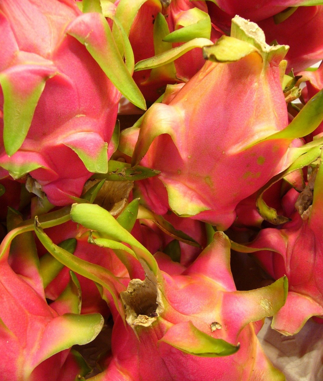 O substrato ideal deve ser leve e bem drenado. Combine, portanto, terra vegetal, areia e húmus de minhoca para garantir boa drenagem e nutrientes. Essa mistura ajuda a pitaya a crescer forte e produzir frutos vibrantes.