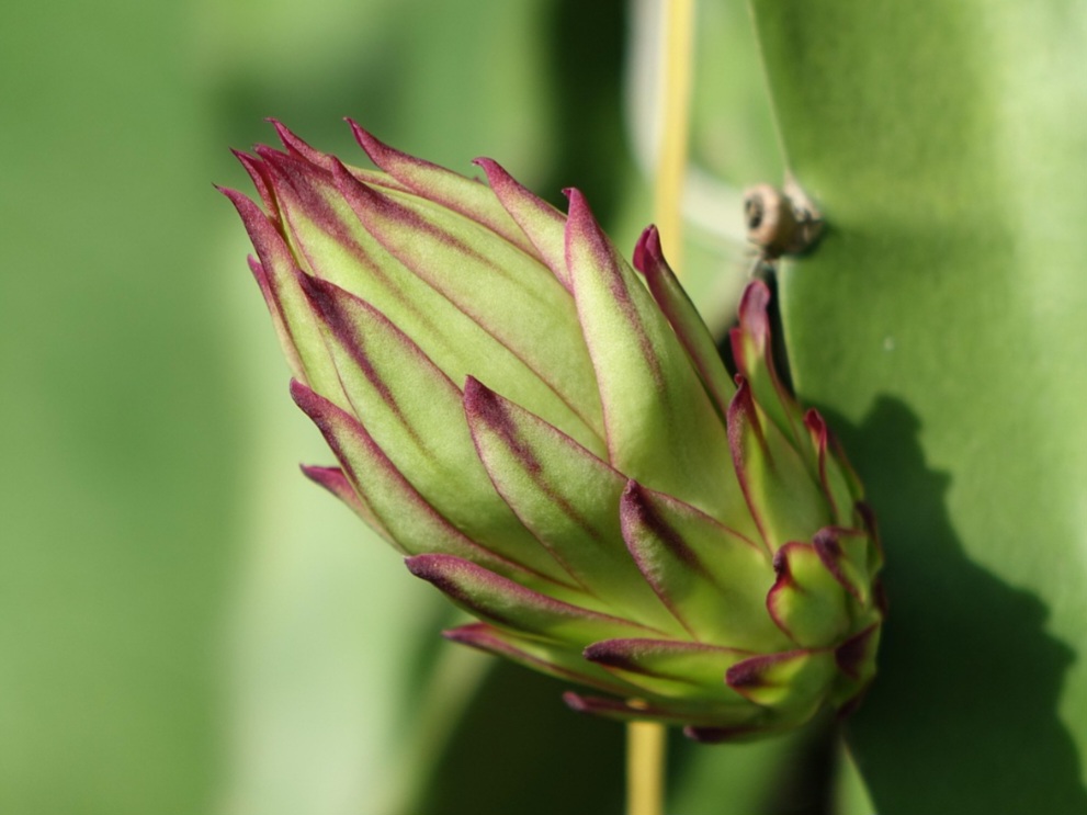 Diante disso, para o cultivo desta fruta, é necessário entender que ela vem de uma planta resistente, da família dos cactos, que se adapta bem a climas quentes.