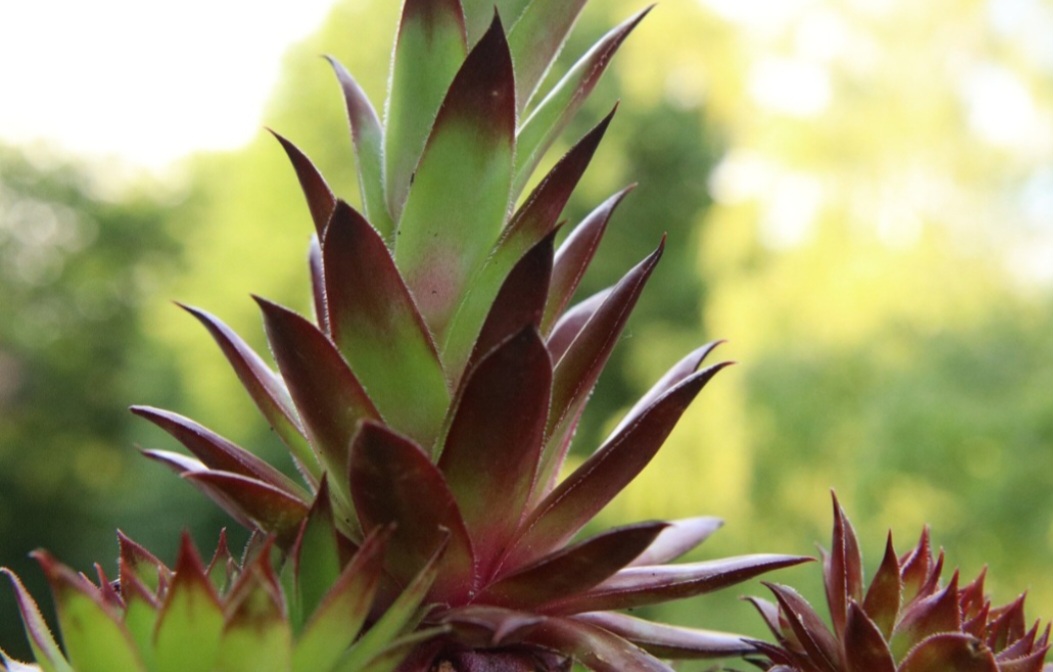 Ela, então, cresce em vasos com drenagem, sendo perfeita para varandas ou quintais pequenos, com sua estrutura que adiciona um toque ornamental.