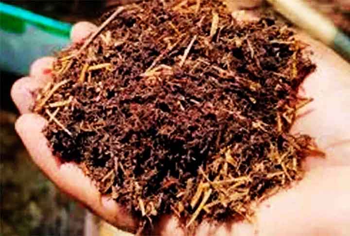 A palha tem vantagens: é sustentável e ecológica; biodegradável, não gera resíduos poluentes. Portanto, adequada aos tempos modernos em que se prega a preservação ambiental.