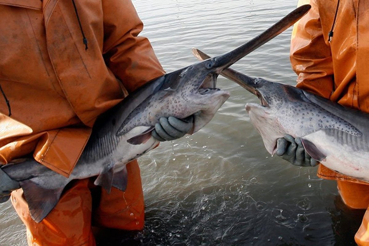 Possui uma grande nadadeira no dorso para ajudar a direcionar seu trajeto. Se alimenta de pequenos peixes e pode chegar a até 60 kg, sendo originário dos Oceanos Índico e  Pacífico. Aqui no Brasil é encontrado de norte a sul do país.