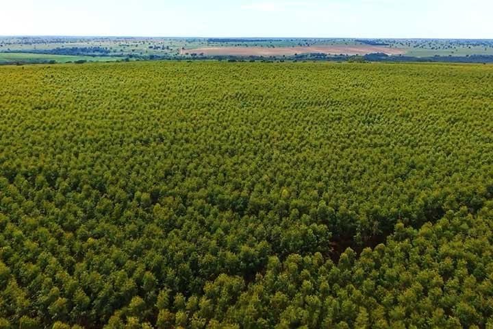 A fabricação da celulose começa com o cultivo de florestas plantadas, geralmente de eucalipto no Brasil, uma espécie que se desenvolve rapidamente e tem alto rendimento por hectare.
