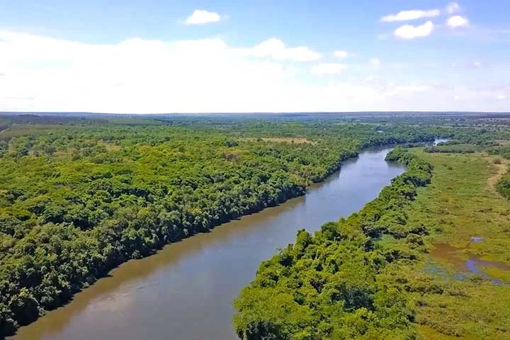 O processo industrial ocorre em grandes plantas especializadas e segue estas etapas principais: a colheita e transporte da madeira. 
